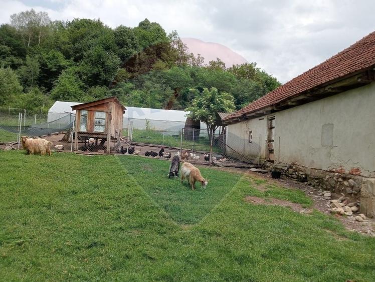 Vanzare casa  4 camere-microferma, cu panouri fotovoltaice - 23