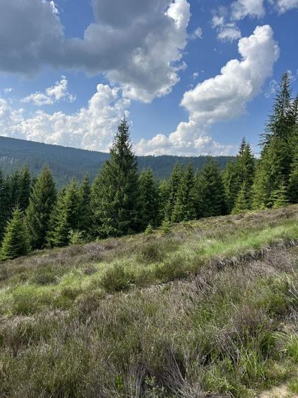 Teren intravilan 5318 mp Poiana Horea-Belis - 6