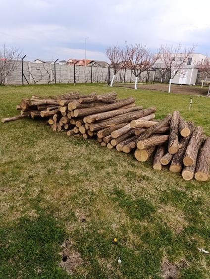 Schimb bile salcam uscat - 1