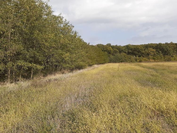 Teren intravilan inconjurat de padure, Ciofliceni, Snagov, comision 0 - 12