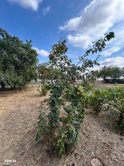 CASA CU TEREN DE VANZARE IN FRUMUSANI, LA 20 DE MINUTE DE BUCURESTI - 5