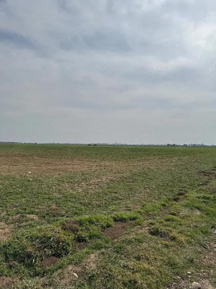 Vanzare Teren intravilan 5000mp Magurele - 2