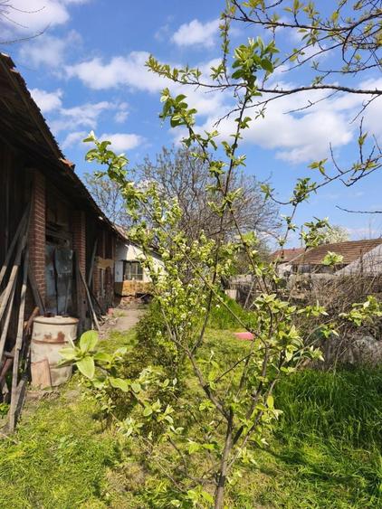 Vanzare Casa batraneasca Colibasi jud Giurgiu - 8