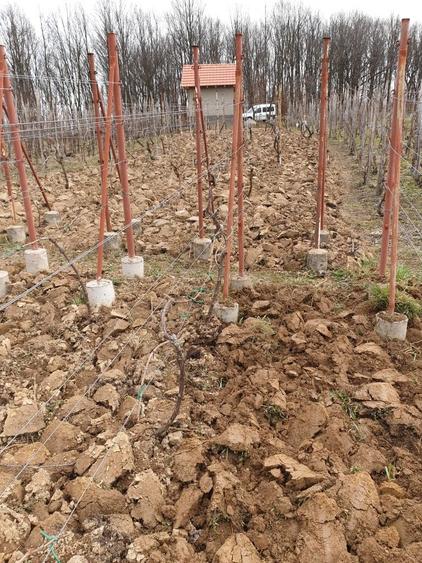 Vand casa de vacanta cu vie - 6