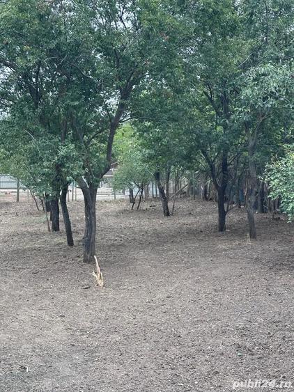 Casa Ciochina, Ialomi?a, 4 camere, 1610 mp teren - 10