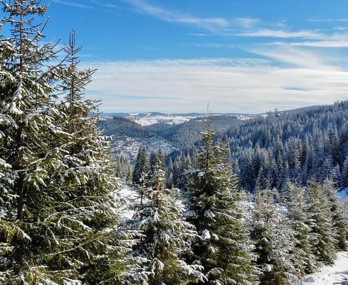 Cabane de vanzare , 125 mp utili , Marisel - 5