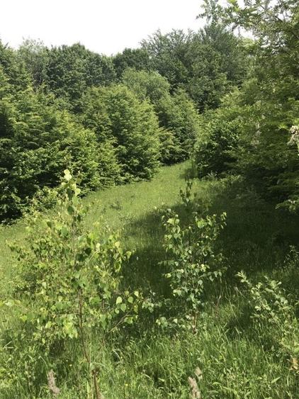 Vand teren in Albestii de Muscel faneata-pasune, partial impadurit - 3
