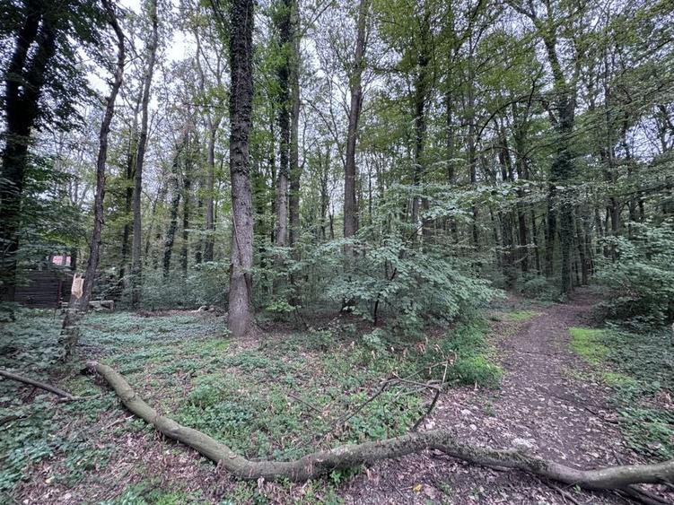 46644 mp teren in Padurea Baneasa proiect exclusivist - 2