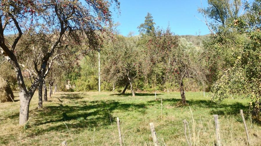 Teren de 9288 mp, în Bucova