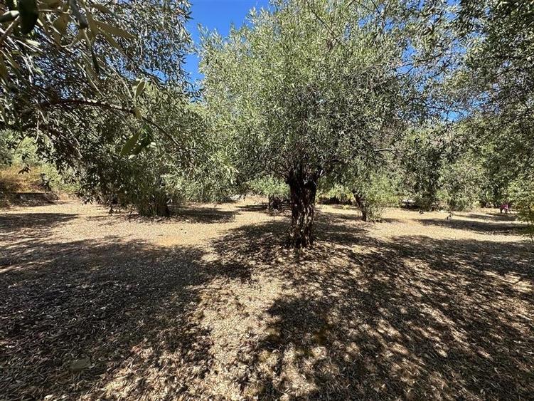 Teren intravilan pe insula Thassos, aproape de plaja salbatica - 13