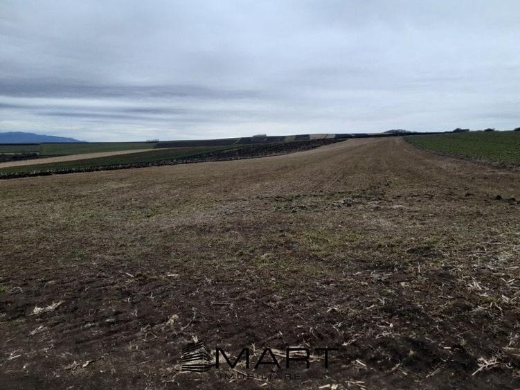 Teren extravilan 61000mp Daia Romana - Alba - 1