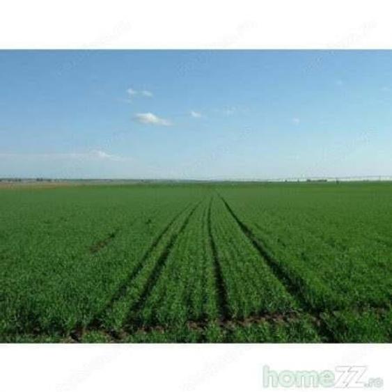 teren agricol Sanandrei, Carani, Hodoni intre 20-30 Ha compact - 1