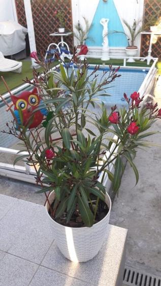 Casa in Coiciu 3 camere teren 265 - 2