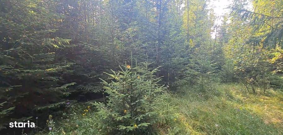 Vatra Dornei - Saru Dornei, Teren S = 6450 mp; 13 km de Vatra Dornei - 7