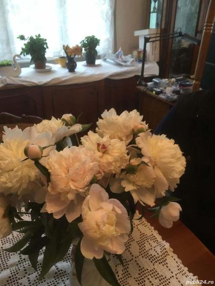 Vand apartament ultracentral, la casa, in Lugoj - 4