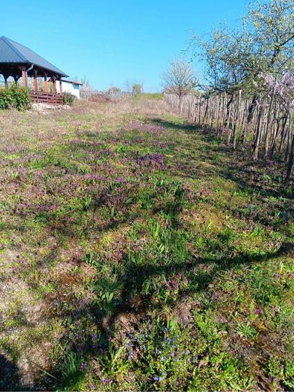 Teren de 1500 mp, în Ardud