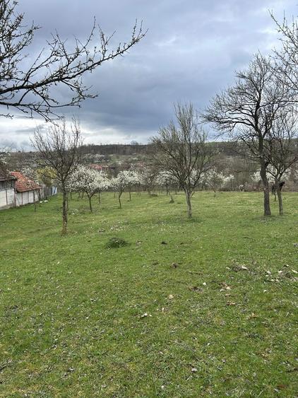 Teren extravilan 50 arii(5022 mp) bobaia - 6