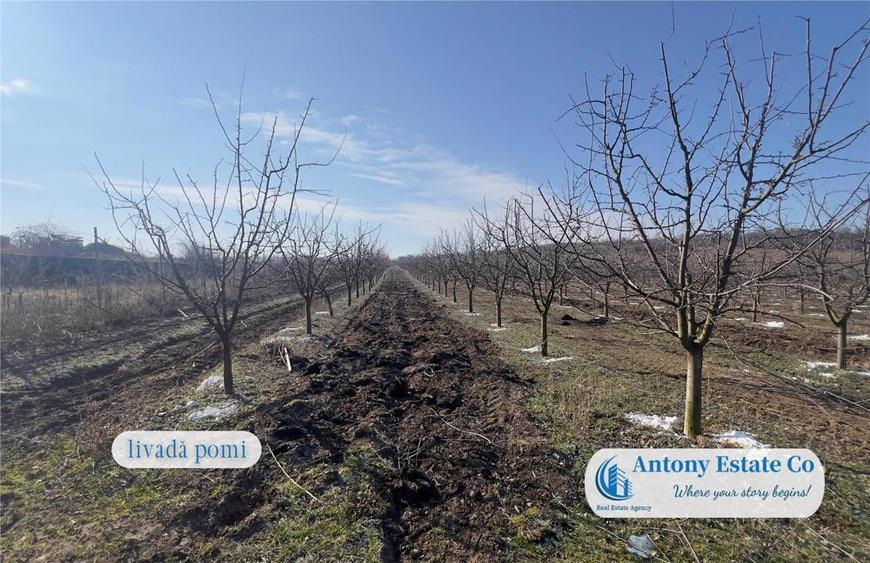 Antony Estate | Oportunitate de investitie, Ferma Padurea Galbena - Cehal, Marghita - 8