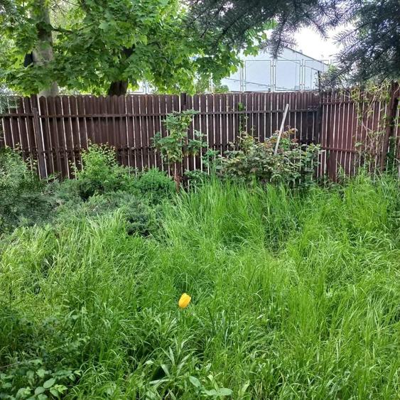 Vand casa si curte spatioase de 400 mp, cu multa verdeata,situate intr-o zona linistita! - 2