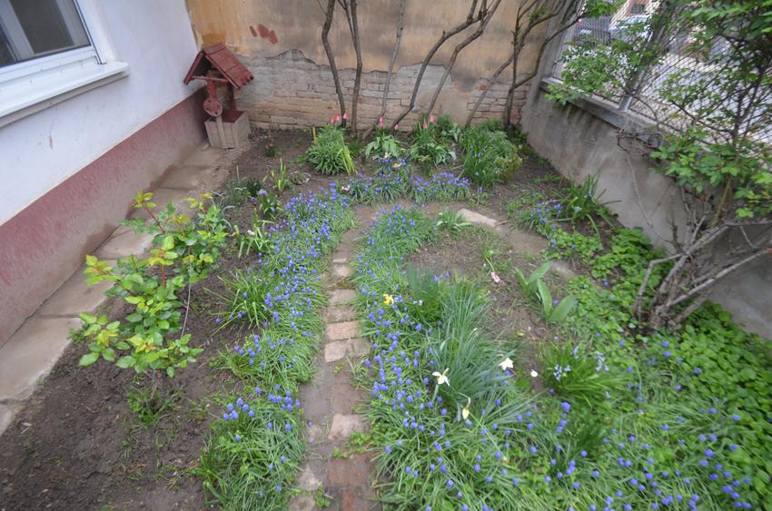 Casa individuala in Timisoara - 3