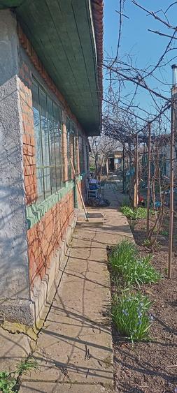 Lilieci Ialomita - 5