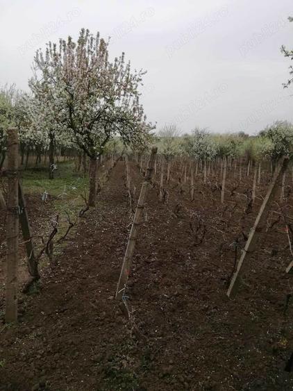 Vand teren intravilan , cultura de vie si casa batraneasca - 3