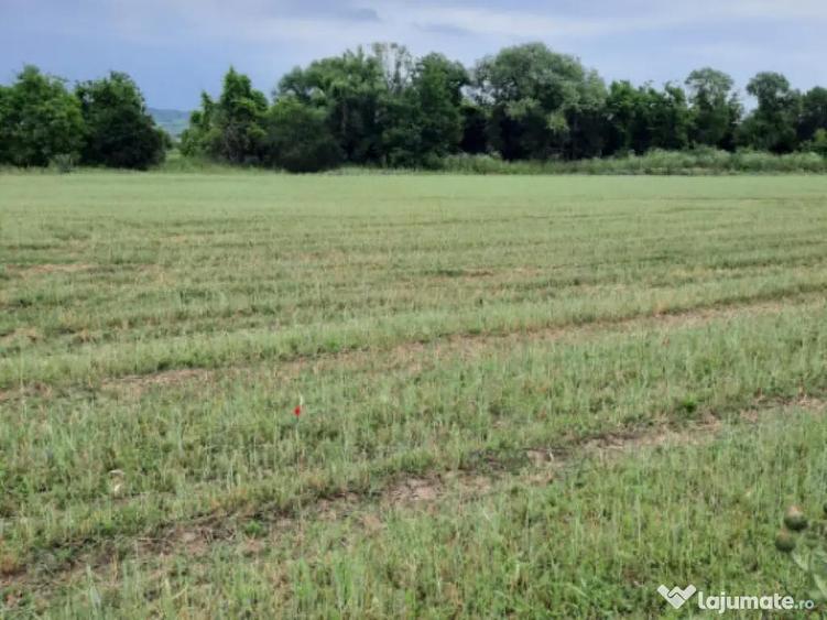 Teren extravilan de vanzare, 4900 mp, Bolde?ti Scaieni - 4