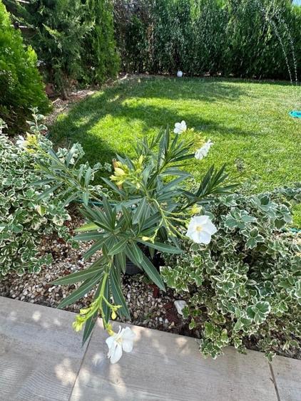 Casa de vanzare – Valu lui Traian, Constanta - 8