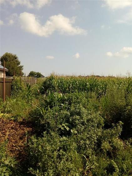 Vanzare Teren Serbanesti, Bacau - 1