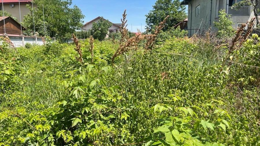 REL4000844 Teren Voluntari Intravilan Pretabil Case Investitie - 10