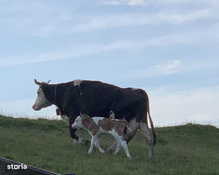 Teren de vanzare in mediul rural, acces asfaltat - 2