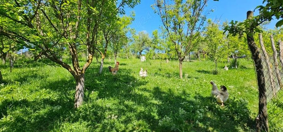 Vand casa in localitatea Chiochis, Bistrita-Nasaud - 7