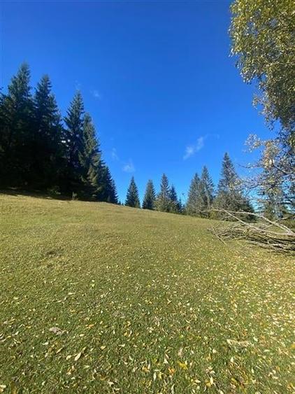 NOU - Teren extravilan la Poiana Horea - Belis - 16.000 mp - 6