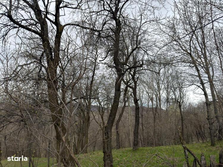 Teren intravilan 1518 mp, constructie, Sotrile, Prahova - 24 EURmp - 4