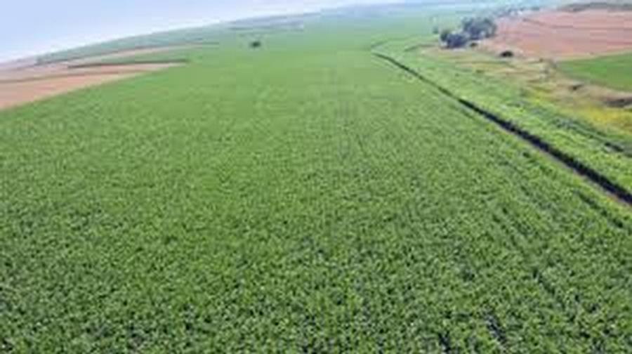2 hectare de teren agricol arabil in comuna Maglavit din judetul Dolj - 1