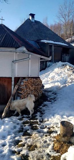 Vand casa batraneasca locuibila, in zona de munte, Apuseni&Teren Pret:3euro m 6400m, com. Scarisoara - 3