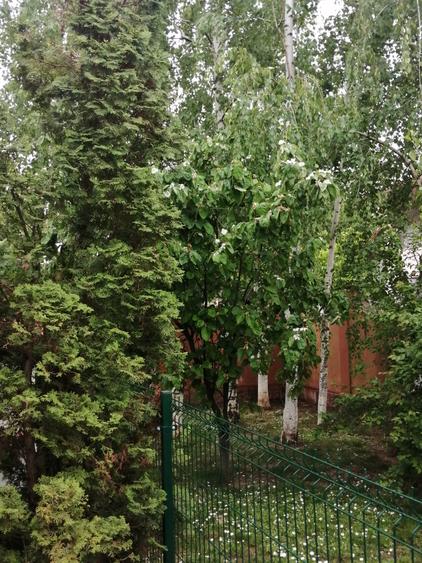 Vila cochetă Pipera, teren 650 mp - 22