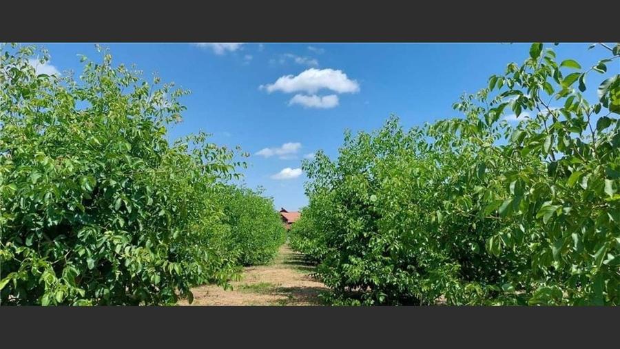 Villa for sale, 9 Rooms, land 4500 sqm, Păulești - 6