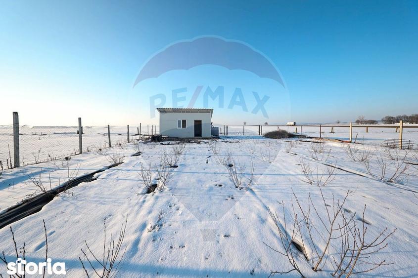 PLANTATIE ARONIA- TEREN AGRICOL - 1