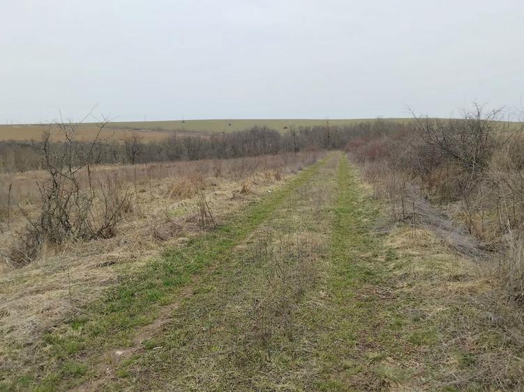 Teren 12 ha DN11A Podu TurculuiCabesti/ideal ferma,hale,fotovoltaic - 1