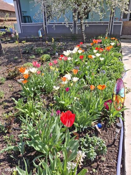 Casa de vanzare 3 camere, teren generos, comuna Traian - 18