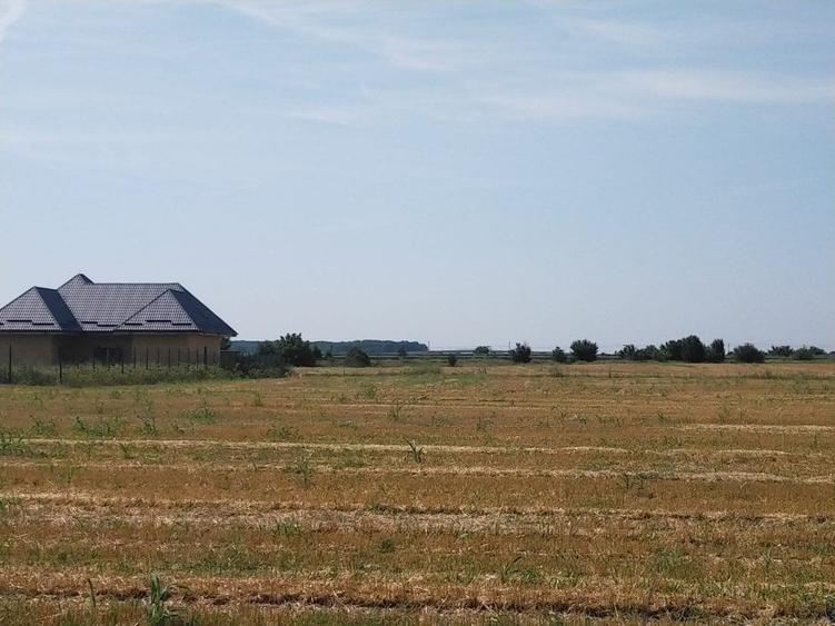 TEREN MOARA VLASIEI - CACIULATI 1500 mp - 1