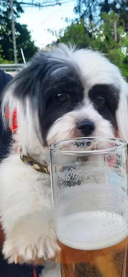 vand imobil 153 mp in Colentina Doamna Ghica - 7