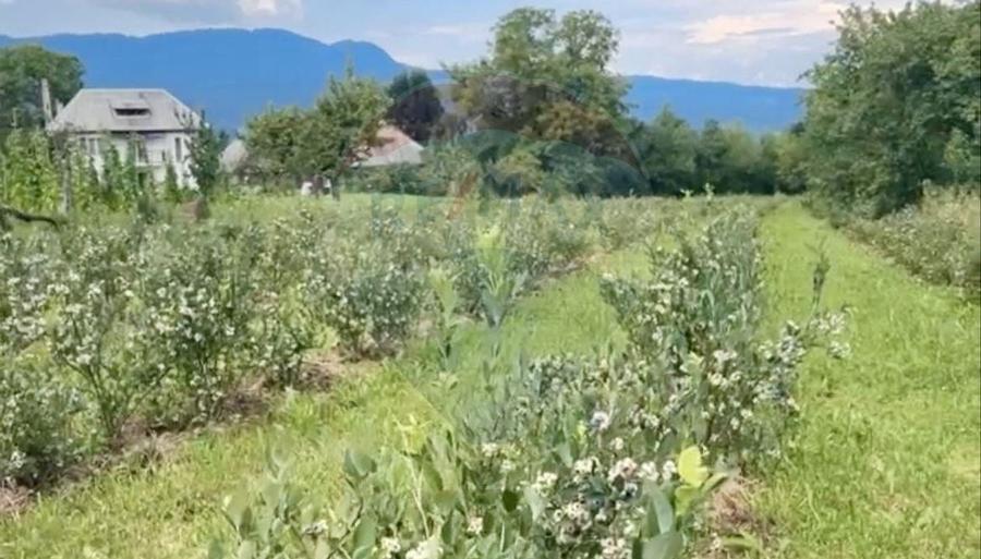 Teren intravilan 6.900mp BREB MARAMURES - 3