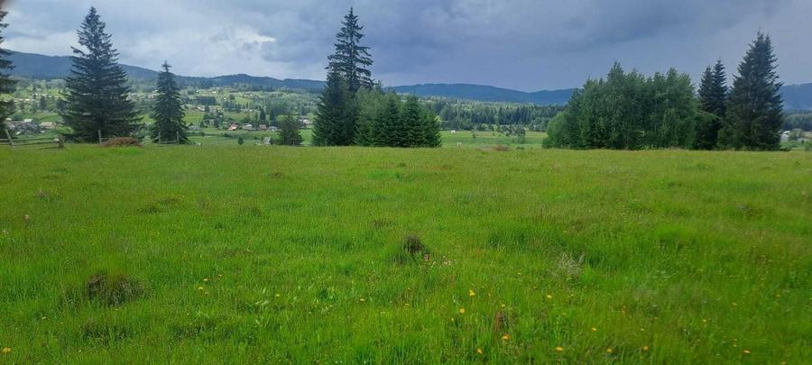 Teren de vanzare 49246 mp Neagra Sarului, comuna Saru Dornei, la 15 km de Vatra Dornei - 1