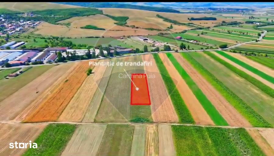 TEREN extravilan- 6 E/MP- CU PLANTATIE DE TRANDAFIRI! Teliu 7000mp