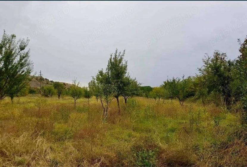 Teren de 2500 mp, în Balotești