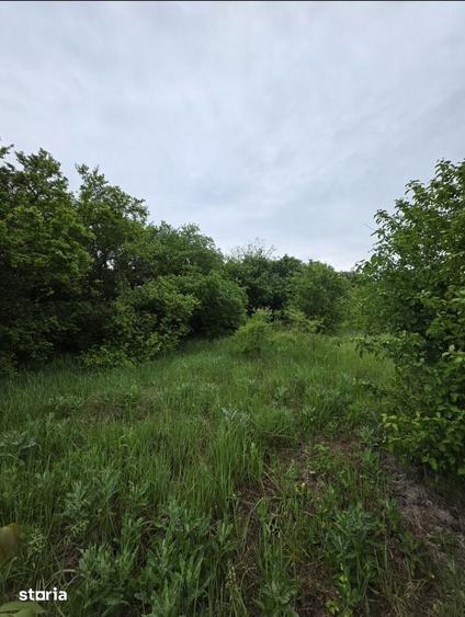 Teren de 2000 mp, în Snagov