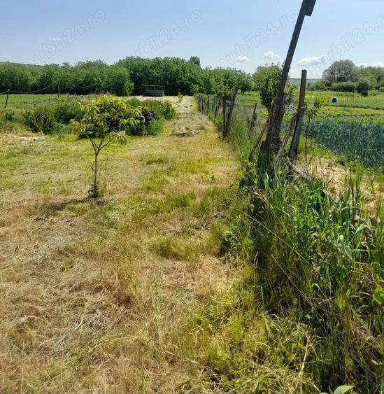 Teren de 2300 mp, în Borșa