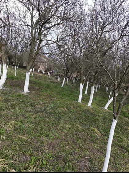 Casă cu Teren 2100 Mp în Orbău